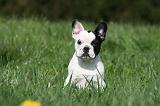 BOULEDOGUE FRANCAIS 1083